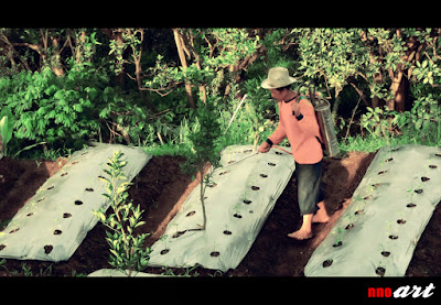 nnoart: Petani Jeruk di Selorejo, Dau, Malang. Petani jeruk sedang menyemprotkan pestisida untuk membasmi hama penyerang tanaman jeruk.