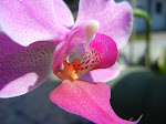 Orchidée