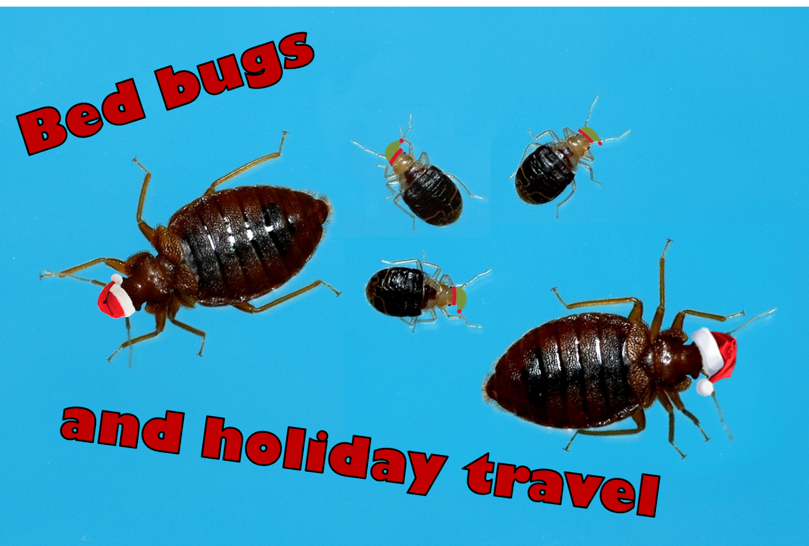 ArthroPod ArthroPod EP 54 Bed bugs, holiday travel, and you!