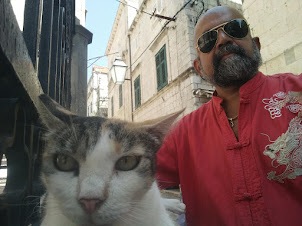 Dubrovnik Old Town has numerous docile  stray cats.