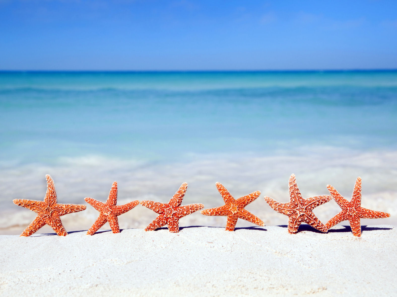 wallpapernarium: Seis bonitas estrellas de mar que ...