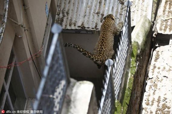 Photos: Wild Leopard escapes from zoo, wanders on the streets of Nepal