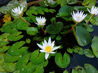 Cute White Lotus Flowers In A Small Pond At The Temple, Ringdikit Village, North Bali, Indonesia