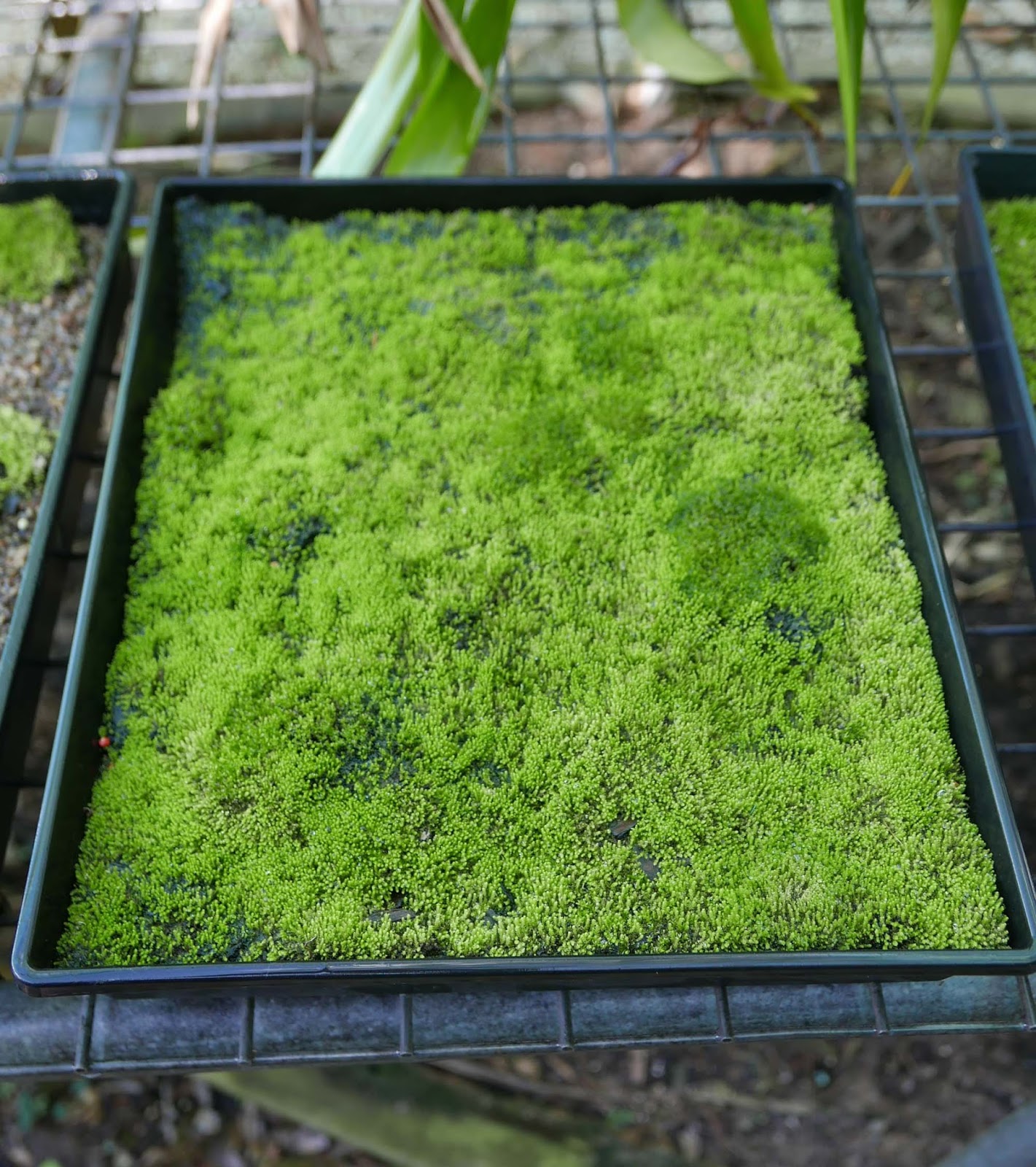 Stephen Cullum's Bonsai & Pottery Post 237 Growing moss the whole farm