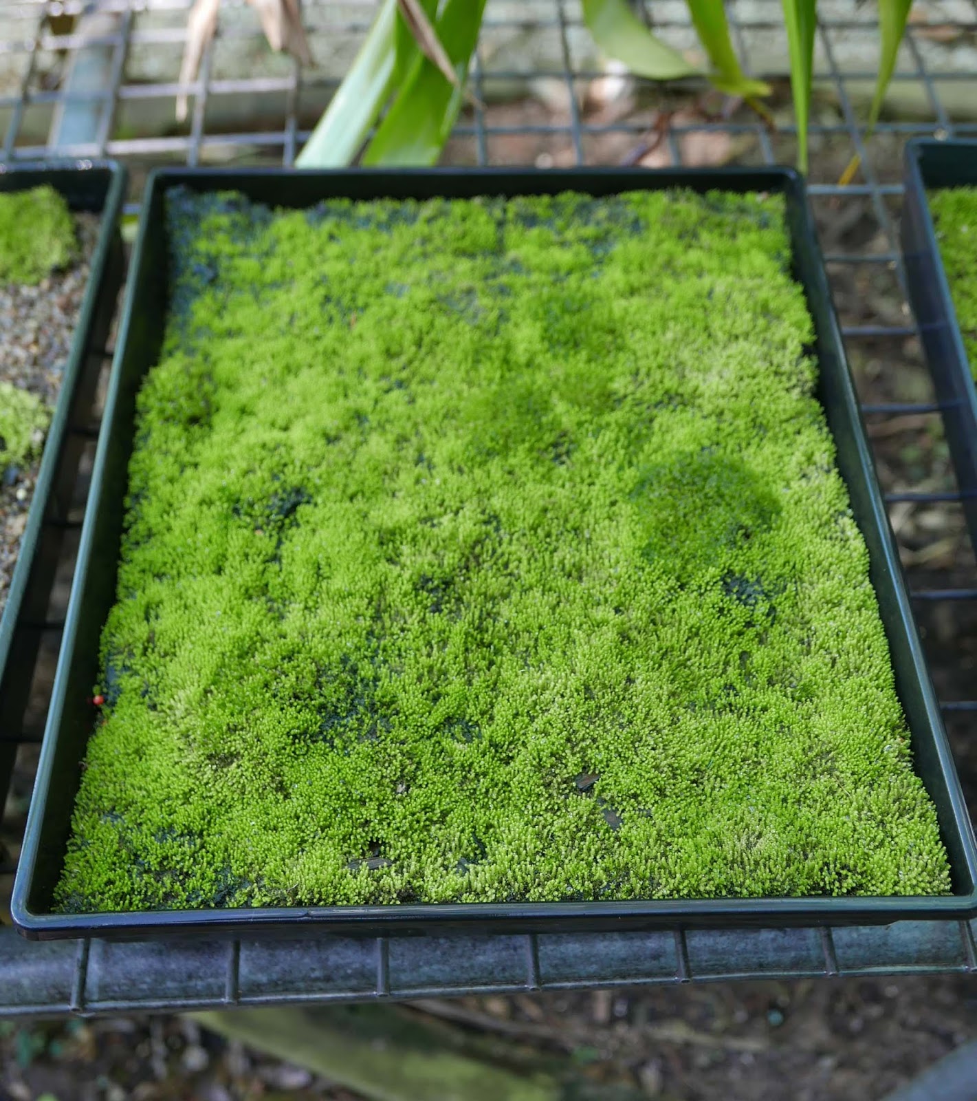 Stephen Cullum's Bonsai & Pottery: Post 237 Growing moss - the whole farm