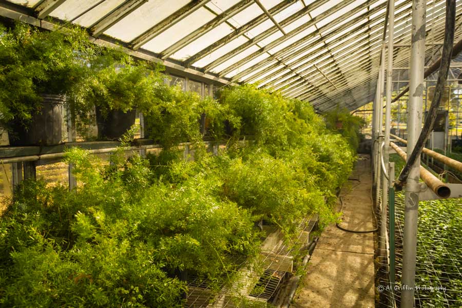 Versailles Florist and Greenhouse, Versailles, Missouri Our Eyes Upon