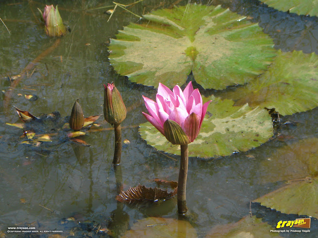 A closer look at the beautiful pink water lily