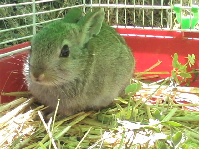 Los Cohonares Blog!: Un conejo en el garaje