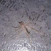 ΜΕΓΑΛΗ ΠΡΟΣΟΧΗ ! Αράχνη δολοφόνος εντοπίστηκε στην Ελλάδα !