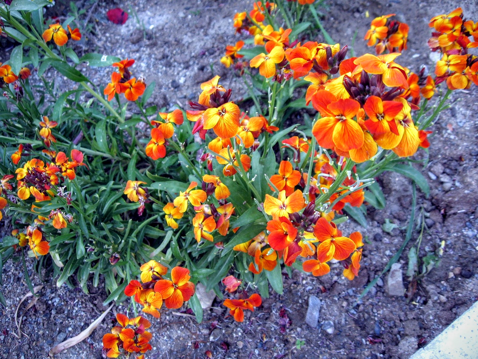 Cittaslow Botanik Park ŞEBBOY ÇİÇEKLERİ