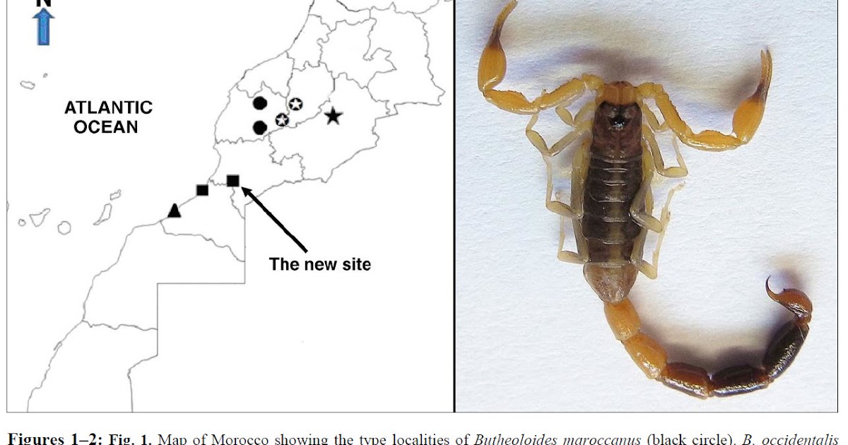 The Scorpion Files Newsblog On the distribution of Butheoloides