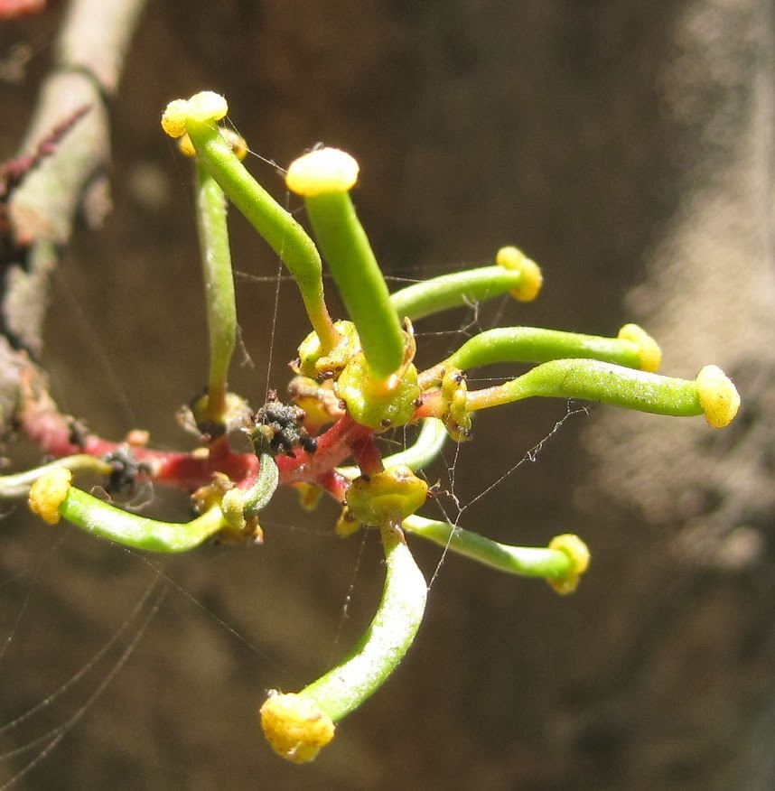 Trees of Santa Cruz County Ceratonia siliqua Carob Tree