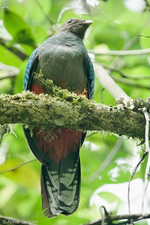 quetzal fulgido Pharomachrus fulgidus