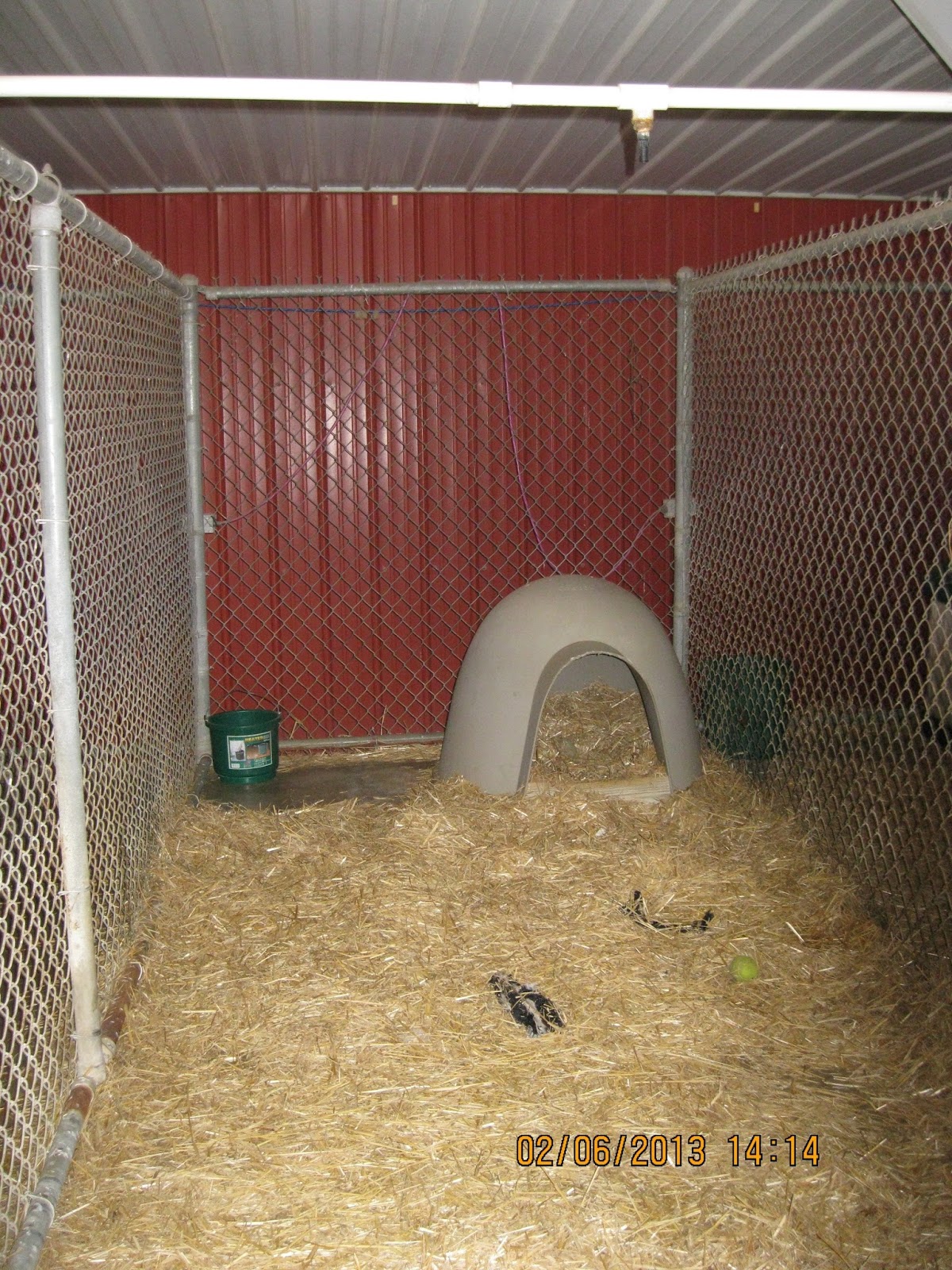 photo of a empty dog kennel