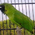 Menyesuaikan Pola Perawatan Burung Cucak Hijau Agar Gacor Ngentrok Saat Lomba Menyesuaikan Pola Perawatan Burung Cucak Hijau Agar Gacor Ngentrok Saat Lomba
