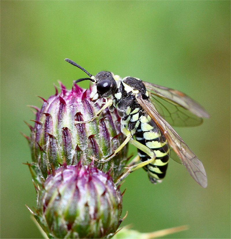 Murfs Wildlife : July Bugs