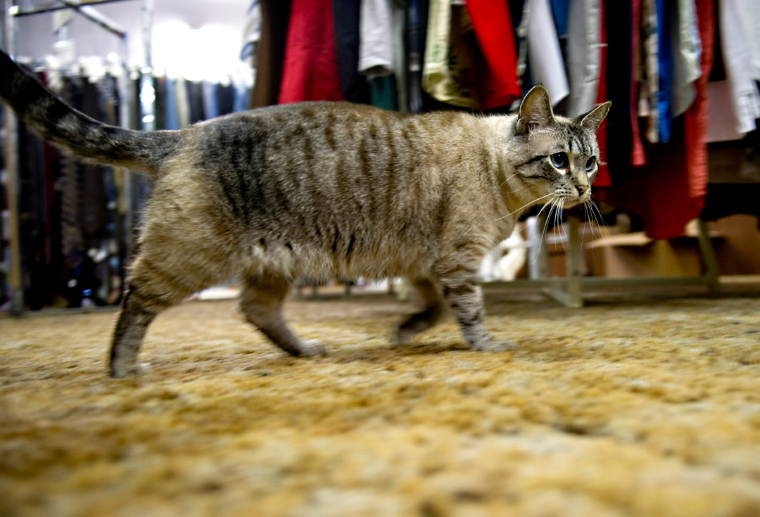 Robin Loznak Photography Thrift store cats