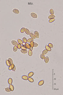 Cortinarius emollitoides