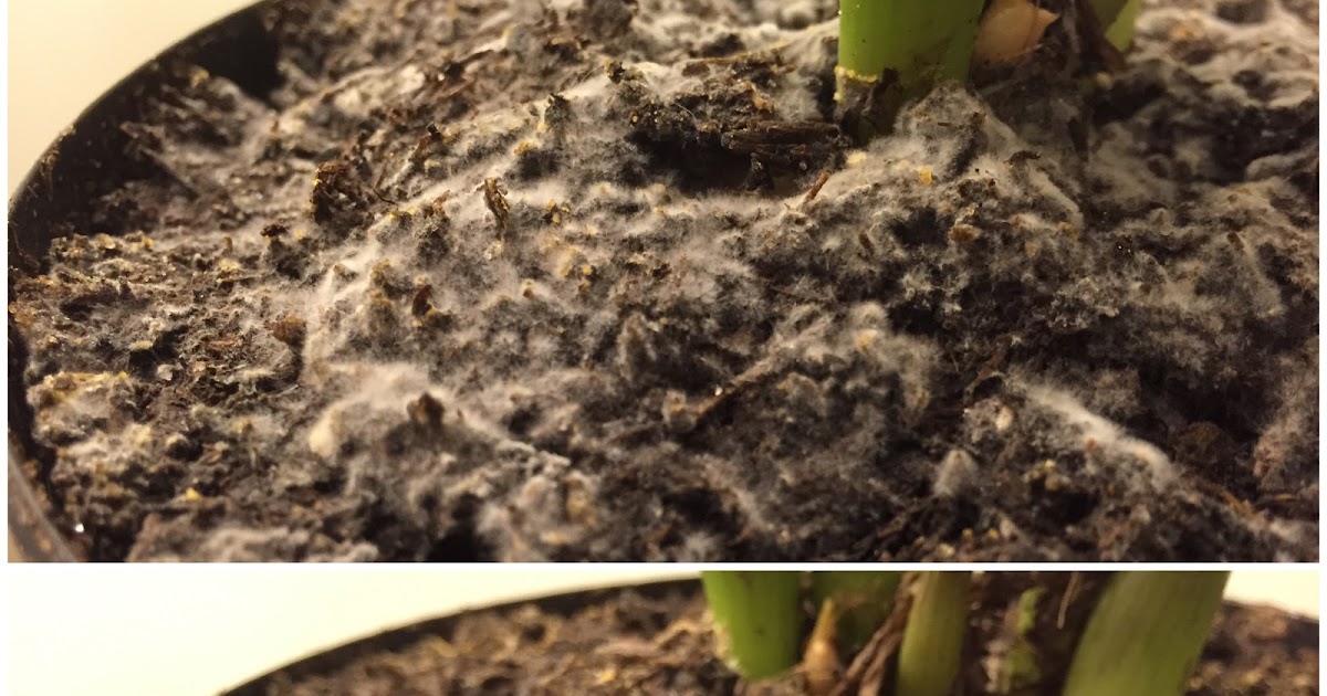 Doug S Bugs N Shrubs See Http Collier Ifas Ufl Edu White