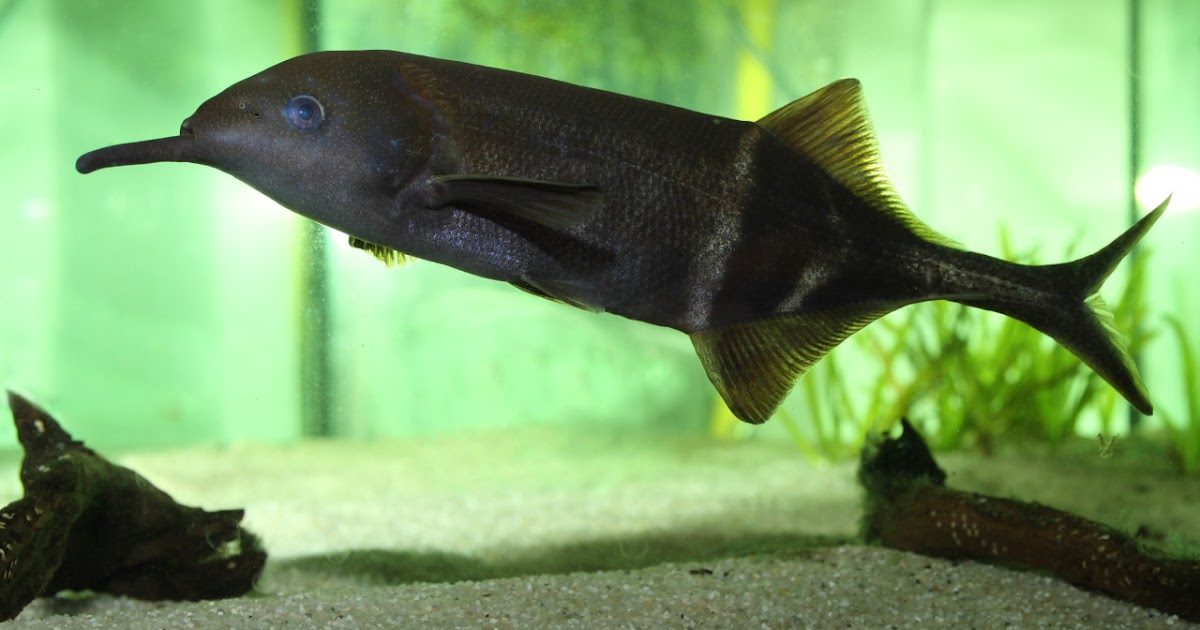 JOE'S AQUAWORLD FOR EXOTIC FISHES MUMBAI INDIA 9833898901 Aquarium