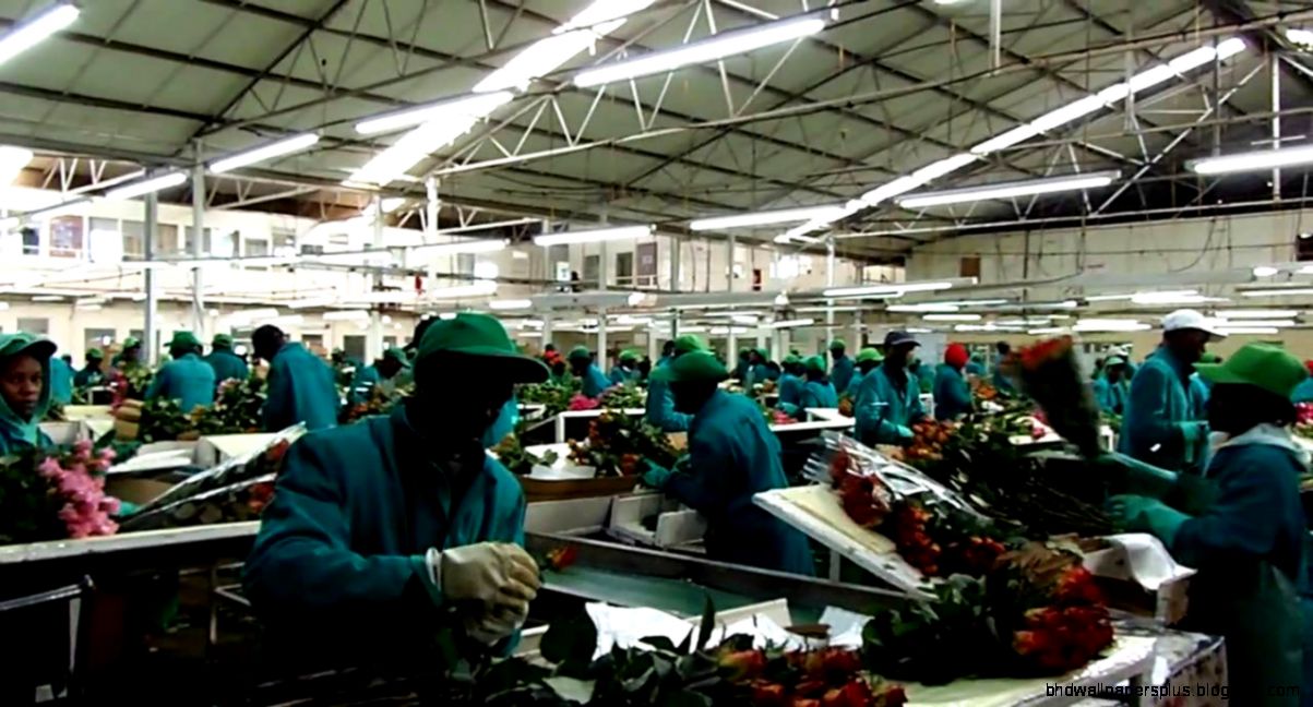 Flower factory Kericho Kenya   YouTube