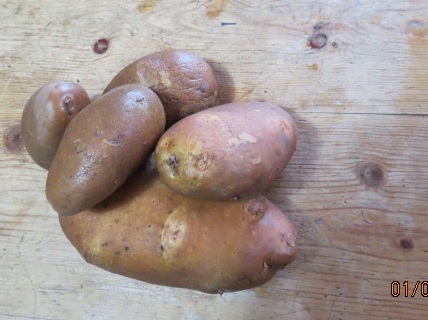 wonder golden tattie favourite potatoes scotland skinned russet