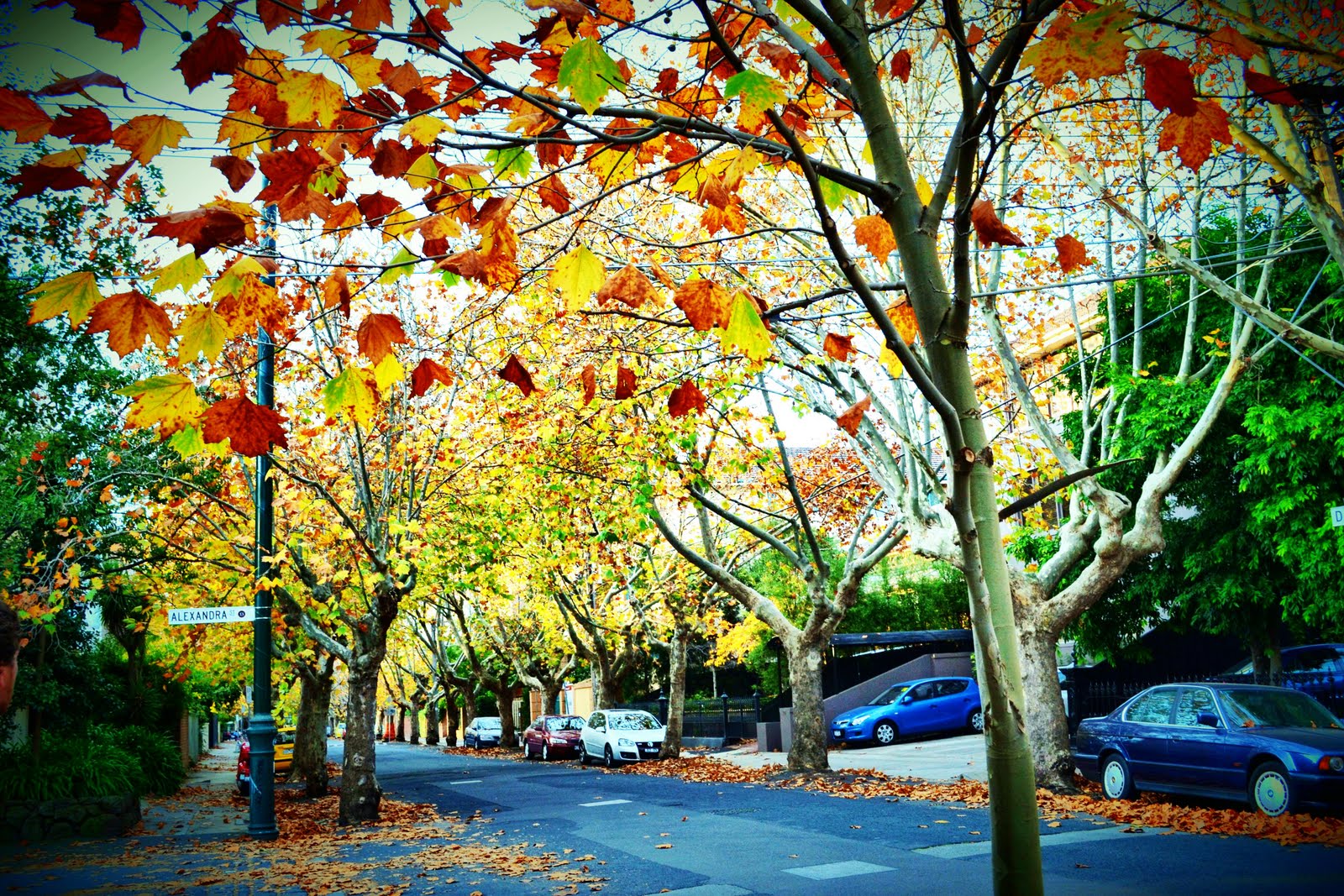 G day Mates Autumn In Melbourne g-day-mates-autumn-in-melbourne