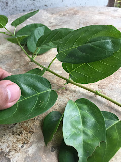 remove leaves of premna microphyllia