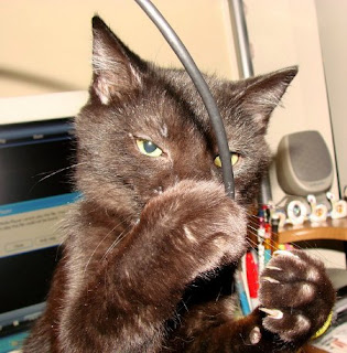 Cat with computer lead
