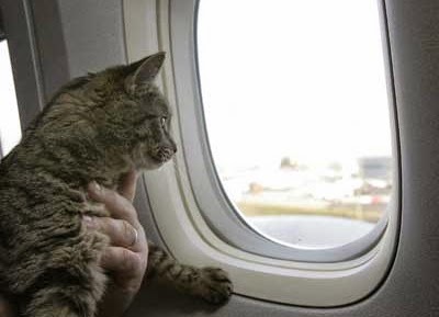 Viajando de Avião com Gatos