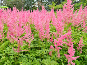 Pink astilbe Rheinland James Gardens, Etobicoke by garden muses-not another Toronto gardening blog