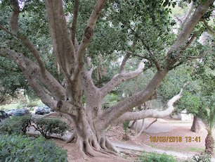 شجرةٌ عريقة، حديقةُ البلفدير، تونس.