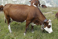 Cow