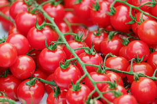 Peluang Usaha Bisnis Tanaman Tani Tomat Serta Analisa Dan Keuntungan Budidaya Tomat