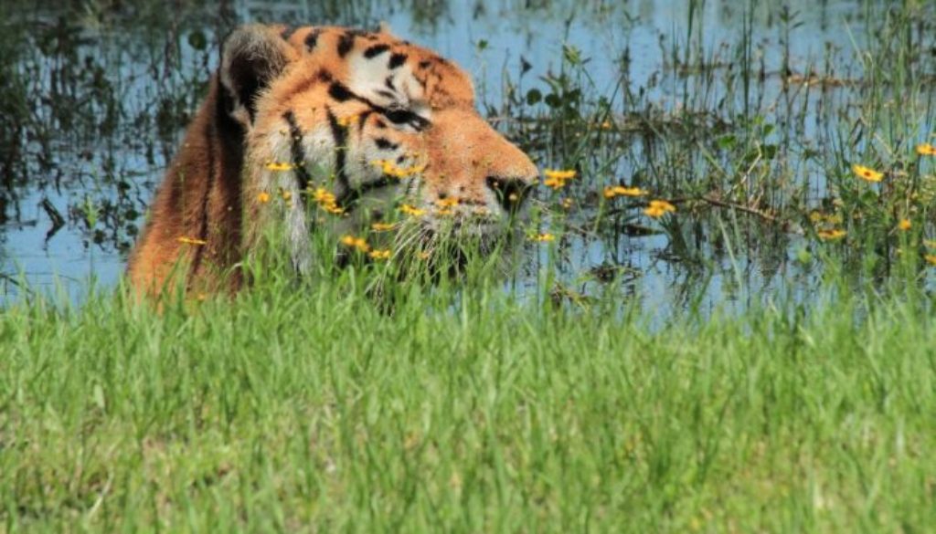 FreeSenseNews 8 FASCINATING AND FUN ANIMAL TOURS IN FLORIDA