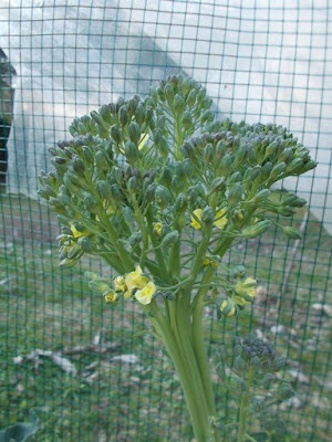Programmare l'orto per l'estate: seminare broccoli ad aprile Programmare l'orto per l'estate: seminare broccoli ad aprile