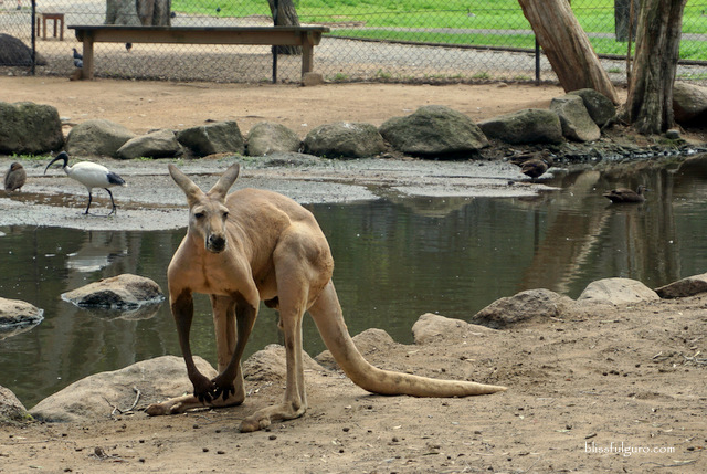 Kangaroo Sanctuary Australia