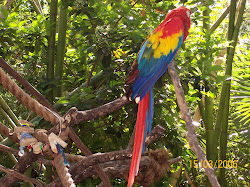 Red Yellow and Blue Parrot
