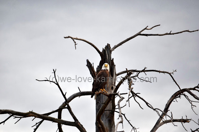 The eagle checks us out as we pass by.