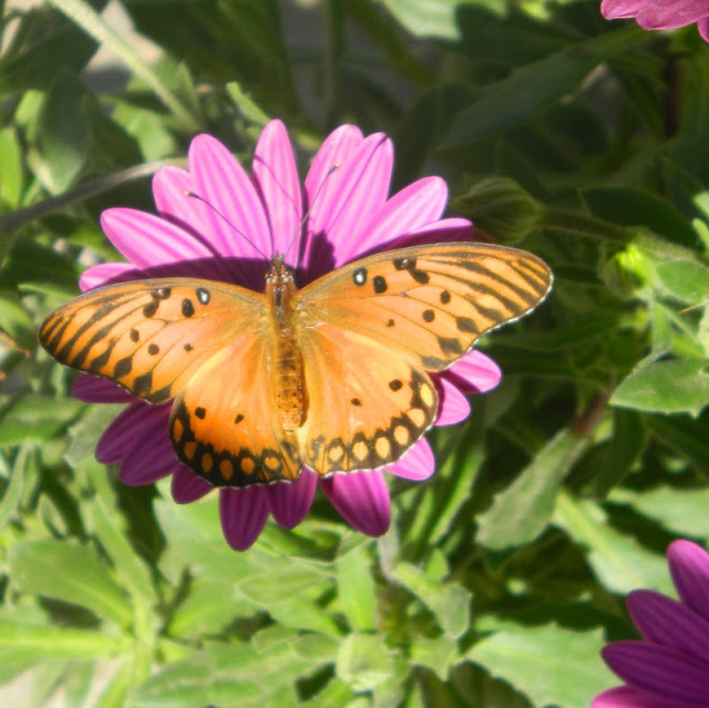 Mariposa sobre flor.