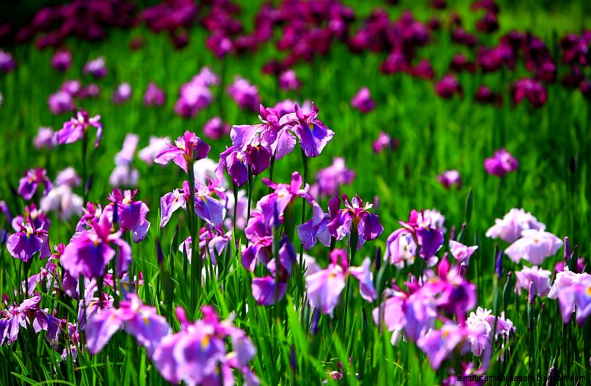 Iris Flower Desktop Wallpaper 11225   Flowers Wallpapers Wallmot