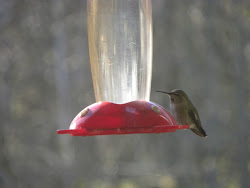 beaverton bird hummingbird haven anything thought months would posted