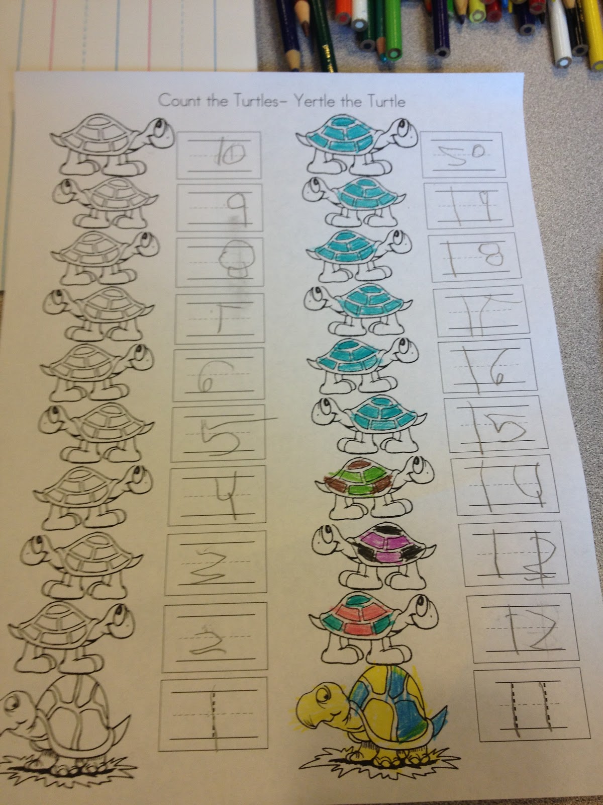 Turtle The Incredible Journey Worksheet