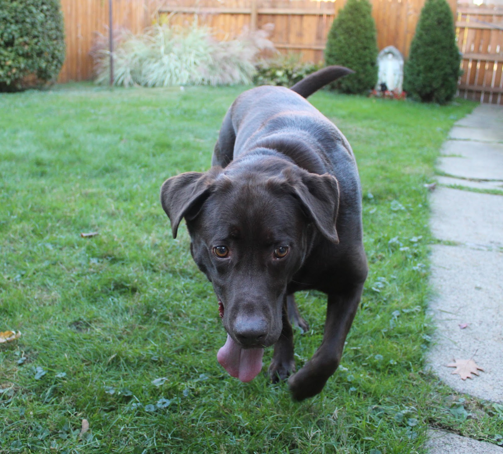 Dog Madness Did You Know That Your Dog Picks Up Most Of Your Illnesses