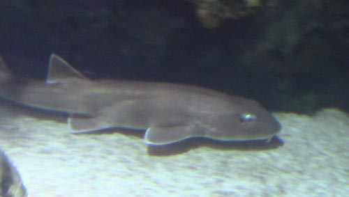 Brownbanded Bamboo Shark