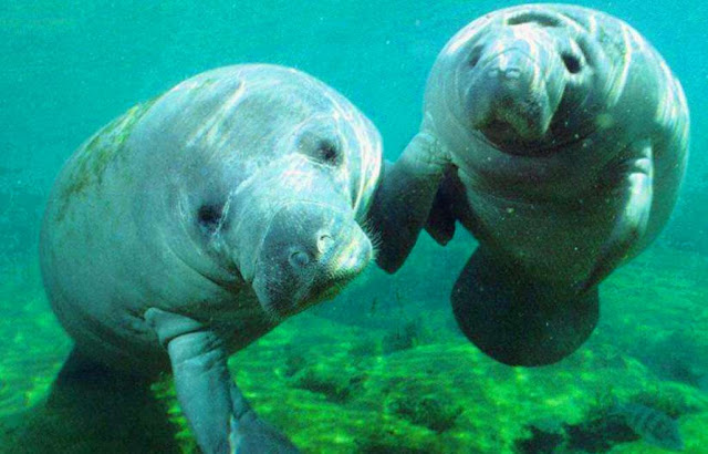 Econcientiza: Científicos de Panamá y Costa Rica intentan salvar al manatí