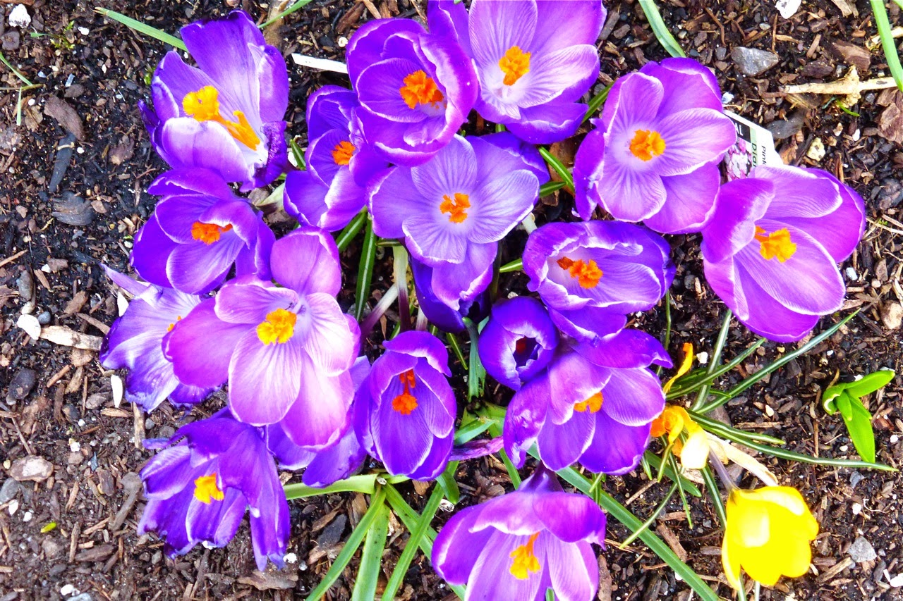 spring garden, crocuses, purple crocus, purple crocuses, garden