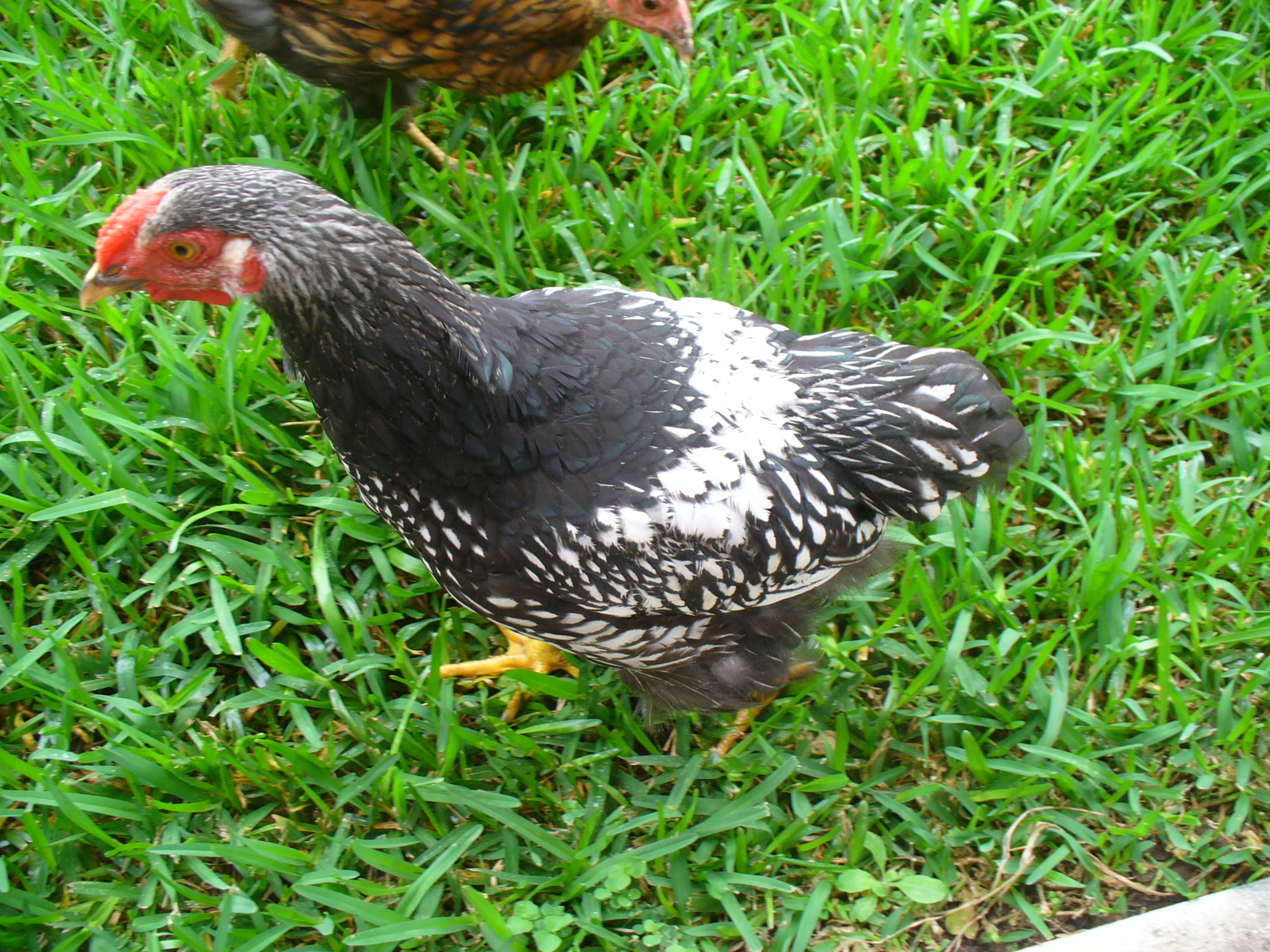 Robyns Poultry Space Silver Laced Wyandottes for Sale
