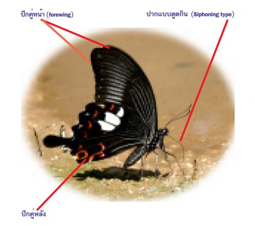 My Image 11