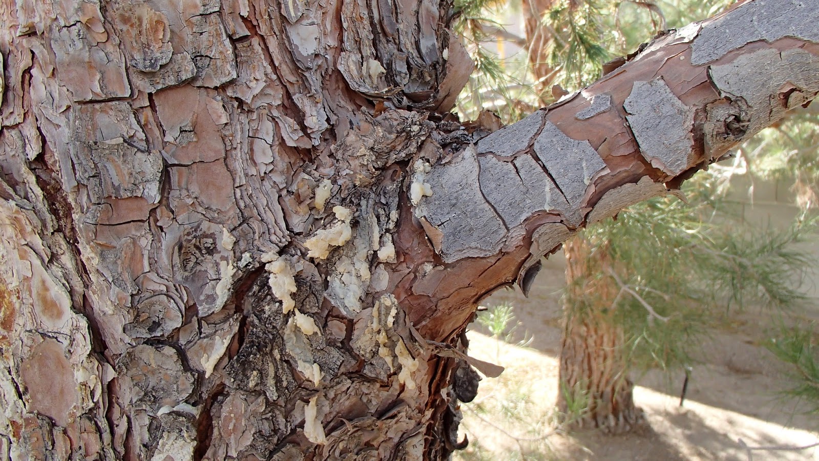Xtremehorticulture of the Desert Pine Trees Produce Sap When Healing